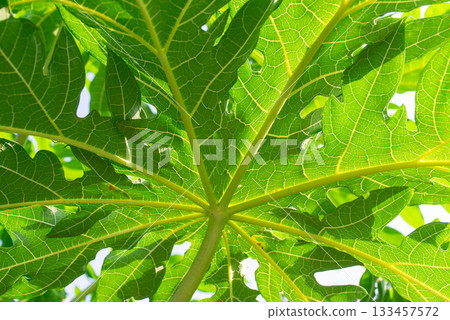 Greenery background of nature plant and leaf Greenery background of nature plant and leaf 133457572