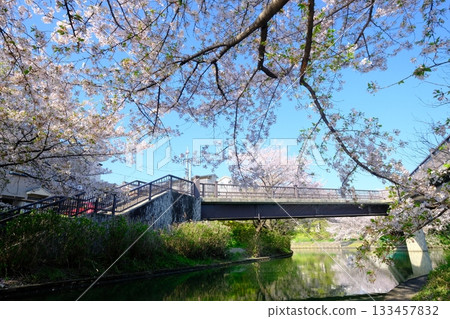 Spring scenery of Deai Bridge on the Fushimi Canal Spring scenery of Deai Bridge on the Fushimi Canal 133457832