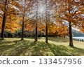 三田市的小野公園，落羽杉的秋葉美不勝收。 133457956