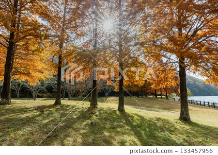 Ono Park in Sanda City, where the autumn leaves of the bald cypress trees are beautiful Ono Park in Sanda City, where the autumn leaves of the bald cypress trees are beautiful 133457956