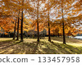 三田市的小野公園，落羽杉的秋葉美不勝收。 133457958