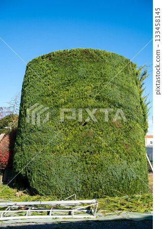 pruning, garden, wood 133458145