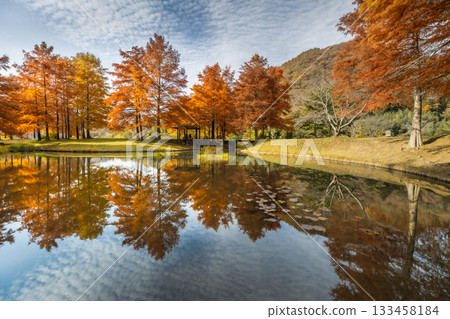 Ono Park in Sanda City, where the autumn leaves of the bald cypress trees are beautiful 133458184