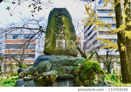 Chitose Sakura monument (Matsukawa Chaya (behind Matsukawa sightseeing boat dock / Honmaru, Toyama City, Toyama Prefecture) 133458206