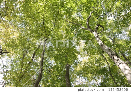 自然植物，鵝耳櫪（Carpinus carpinus），十一月。葉子即將變紅，陽光透過高大的樹梢灑下，美不勝收。 133458406