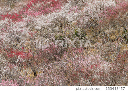 著名的梅花觀賞地，梅花，染成粉紅色的，早春花卉，盛開的梅花和紅梅花，春天的到來。 133458457