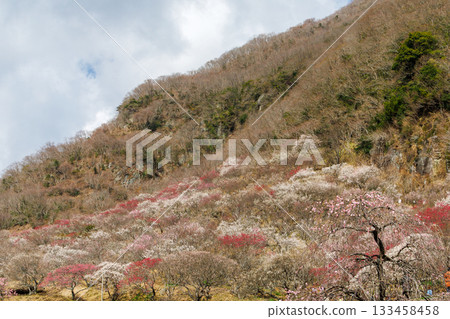 山坡上梅花盛開 133458458