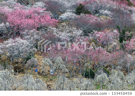 著名的梅花觀賞地、梅花節上的梅花和李子、梅樹林、粉紅色的花朵、早春美麗的花朵 133458459