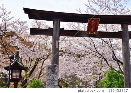 埼玉縣日高市駒神社鳥居,櫻花盛開 埼玉縣日高市駒神社鳥居,櫻花盛開 133458537