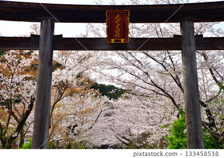 Koma Shrine, Torii Gate, Cherry Blossom Season, Hidaka City, Saitama Prefecture 133458538