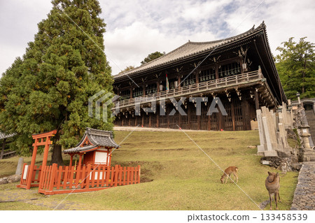 Todaiji Nigatsudo and deer 133458539