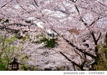 Cherry blossoms in full bloom on the approach to Koma Shrine, Hidaka City, Saitama Prefecture 133458663