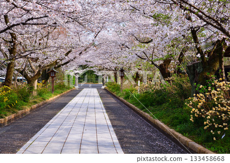 埼玉縣日高市駒神社附近，櫻花盛開 133458668