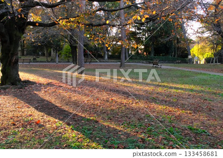 公園落葉地毯 公園落葉地毯 133458681