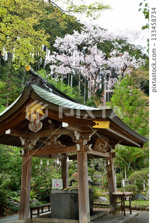 Koma Shrine, Chozuya (water purification fountain), in full bloom, Hidaka City, Saitama Prefecture 133458734