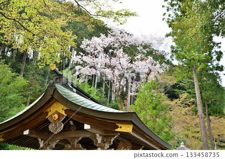 Koma Shrine, Chozuya (water purification fountain), in full bloom, Hidaka City, Saitama Prefecture 133458735