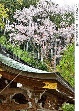 Koma Shrine, Chozuya (water purification fountain), in full bloom, Hidaka City, Saitama Prefecture 133458736