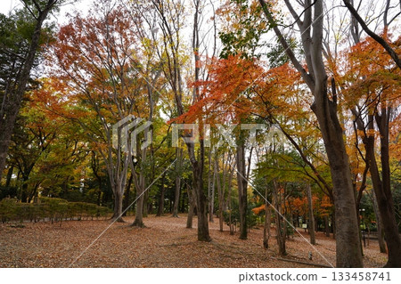 埼玉縣上尾丸山公園 133458741