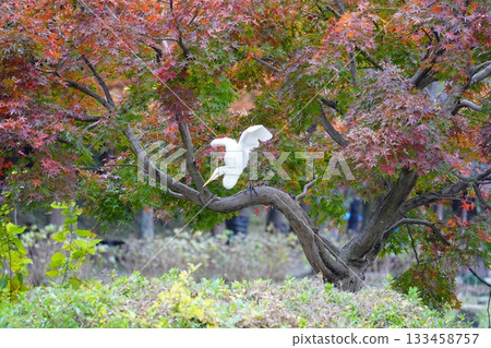 埼玉縣上尾丸山公園 埼玉縣上尾丸山公園 133458757