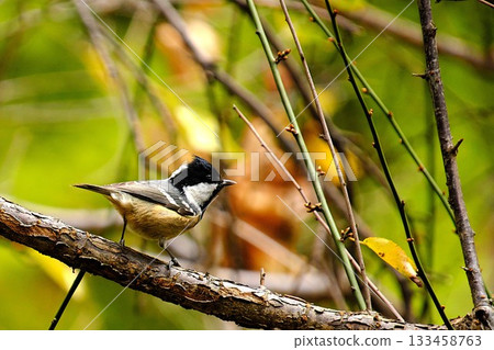 一隻野生的煤山雀,棲息在樹上 一隻野生的煤山雀,棲息在樹上 133458763