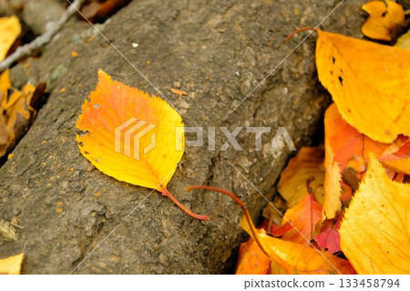 Fallen fallen leaves in autumn 133458794