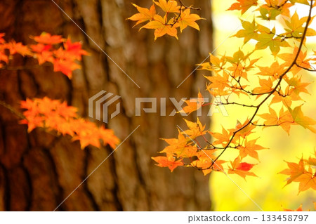 Autumn image: vividly colored maple leaves and soft sunlight filtering through the trees. Autumn image: vividly colored maple leaves and soft sunlight filtering through the trees. 133458797