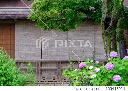 祇園白川的繡球花盛開 祇園白川的繡球花盛開 133458924
