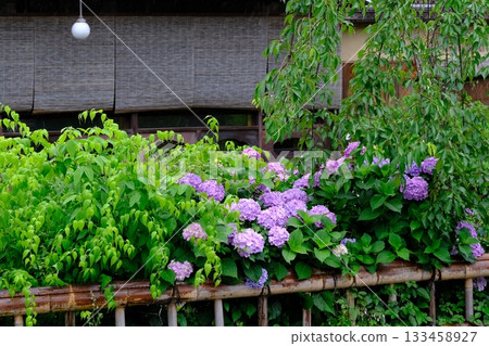 祇園白川的繡球花盛開 133458927