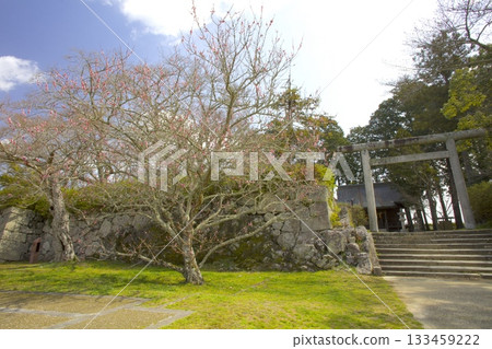 笹山城遺址梅樹/日本遺產/日本百座名城 133459222