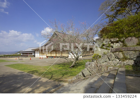 Sasayama Castle Ruins Plum Tree/Japan Heritage/Japan's Top 100 Castles Sasayama Castle Ruins Plum Tree/Japan Heritage/Japan's Top 100 Castles 133459224