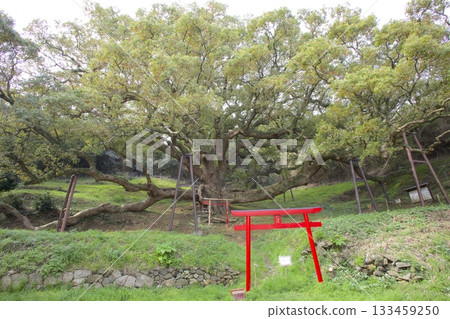 The large camphor tree (estimated to be 1,200 years old) and red torii gate of Shishijima The large camphor tree (estimated to be 1,200 years old) and red torii gate of Shishijima 133459250