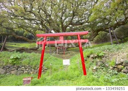 獅子島的大樟樹（估計樹齡1200年）和紅色鳥居 133459251