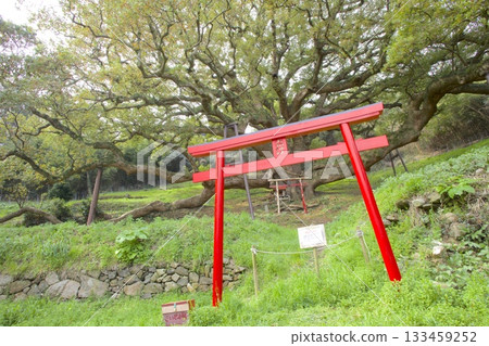 獅子島的大樟樹（估計樹齡1200年）和紅色鳥居 133459252