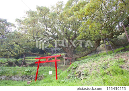 獅子島的大樟樹（估計樹齡1200年）和紅色鳥居 133459253