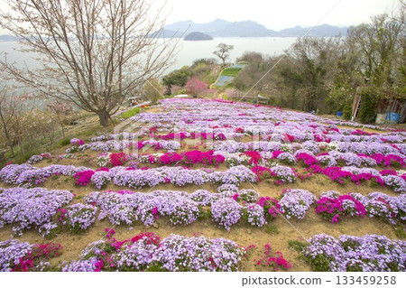 獅子島：遍佈苔蘚福祿考的“空中花田” 133459258