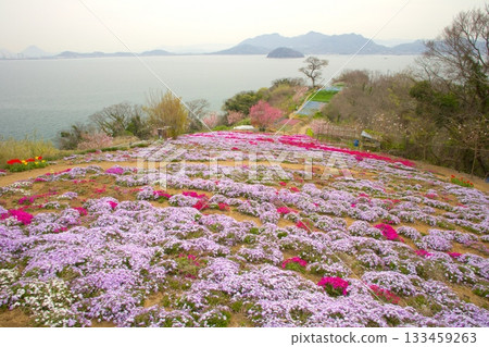獅子島：遍佈苔蘚福祿考的“空中花田” 133459263