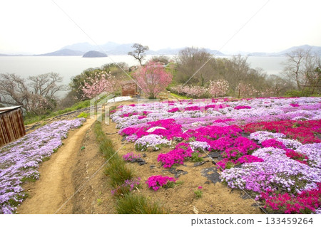Shishijima: A "Flower Field in the Sky" with Moss Phlox Blooming All Over Shishijima: A "Flower Field in the Sky" with Moss Phlox Blooming All Over 133459264