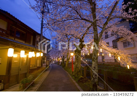 城崎溫泉木屋町通的夜櫻 133459272