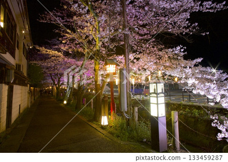 Cherry blossoms at night on Kiyamachi Street in Kinosaki Onsen 133459287