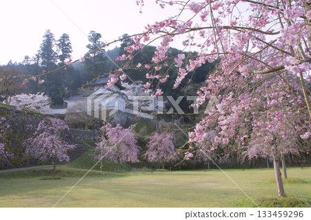 Cherry blossom scenery at Izushi Castle ruins 133459296