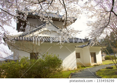Cherry blossom scenery at Izushi Castle ruins Cherry blossom scenery at Izushi Castle ruins 133459299
