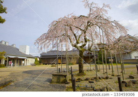 出石城遺址與出石藩主家臣宅邸的垂枝櫻花 出石城遺址與出石藩主家臣宅邸的垂枝櫻花 133459306
