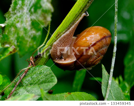 樹棲蝸牛 133459345