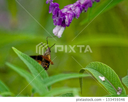 Nectar-sucking Hawk Moth of the Sphingidae family Nectar-sucking Hawk Moth of the Sphingidae family 133459346