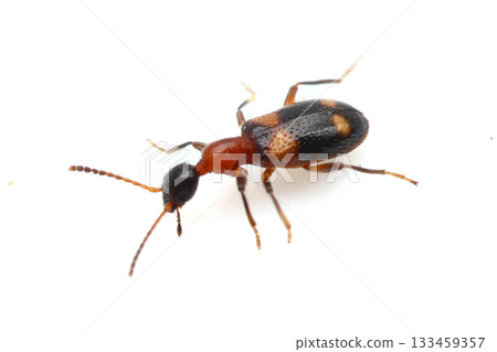 Four-spotted ant-like insect Four-spotted ant-like insect 133459357