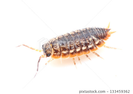 東方鼠婦 東方鼠婦 133459362