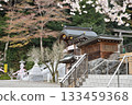 Koma Shrine, cherry blossom season, Hidaka City, Saitama Prefecture 133459368