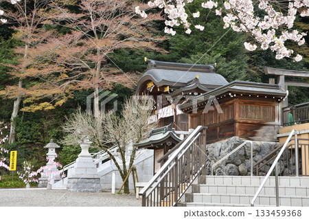 Koma Shrine, cherry blossom season, Hidaka City, Saitama Prefecture 133459368