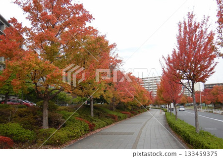 東京理科大學葛飾校區，東京 133459375