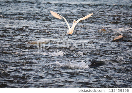 A white egret targeting fallen sweetfish 133459396